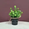 veshtachka-kjitka-limnophila-sessiliflora-ambulia