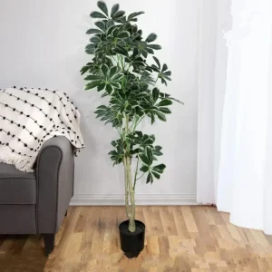 veshtachko drvo sheflera