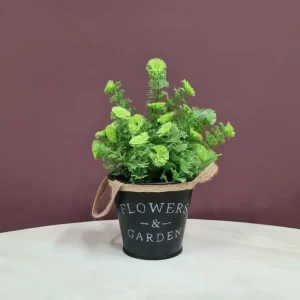 veshtachka-kjitka-limnophila-sessiliflora-ambulia-1