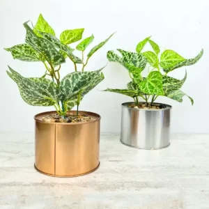 veshtachko-cvekje-piper-crocatum